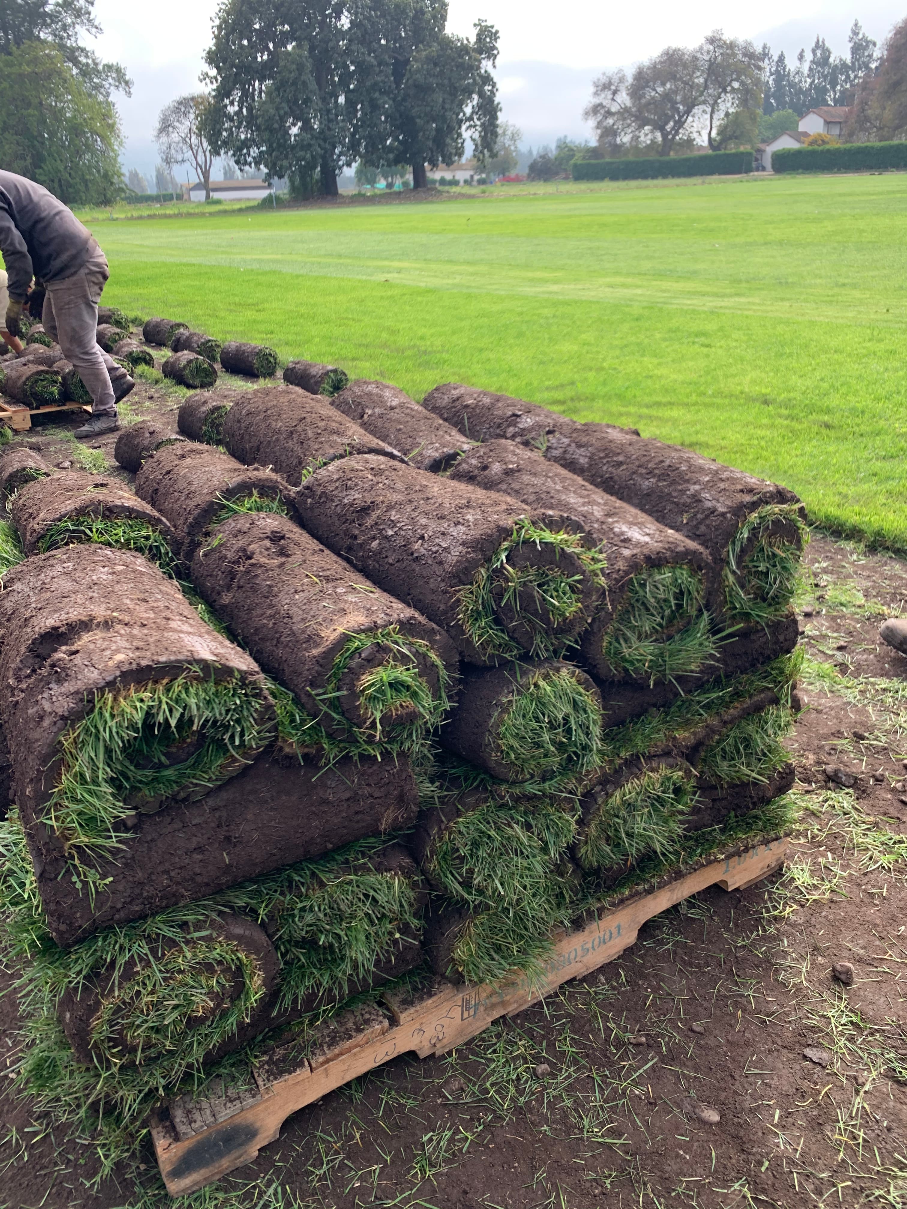 Rollos de pasto natural
